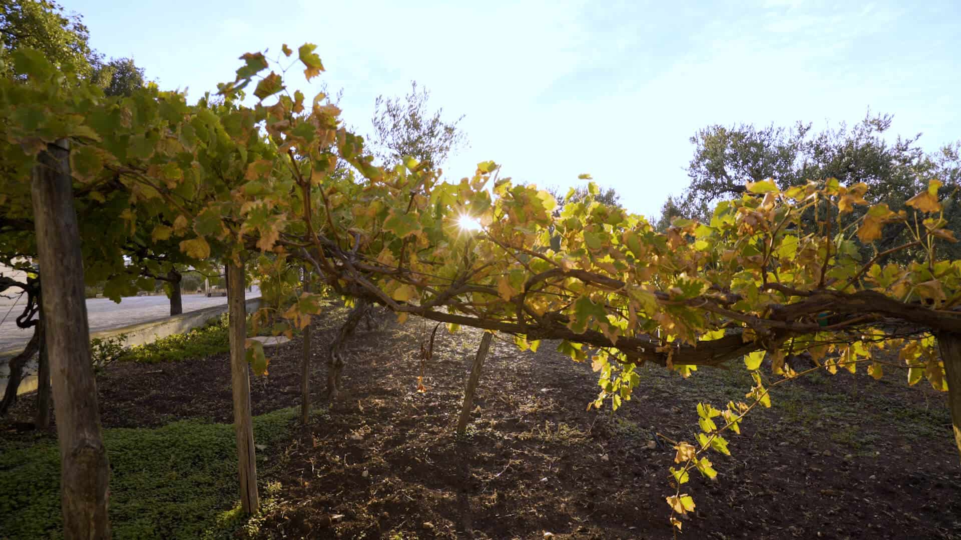 Wine grapes on a vine at sunrise.