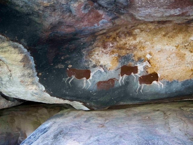 A prehistoric cave painting of cattle.